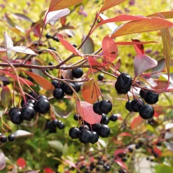 Superfood-Beerenpaket (3 Arten)