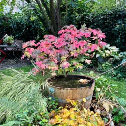 Terrassenteich aus halbem Weinfass