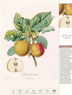Thorbecke Apfel-Kalender 2026
