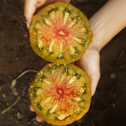 Tomatensaatgut Besonders Wohlschmeckende Sorten