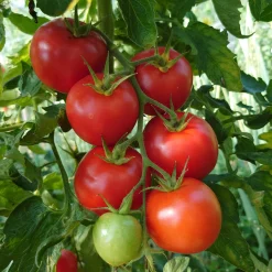 Tomatensaatgut Besonders Wohlschmeckende Sorten