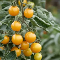 Tomatensaatgut Besonders Wohlschmeckende Sorten