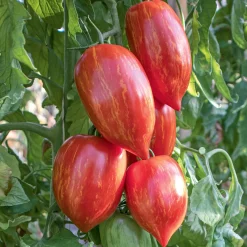 Tomatensaatgut Bewährte Land- und Haussorten