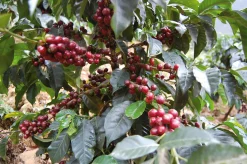 Trinci Espresso ganze Bohne