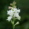 Tuberose The Pearl