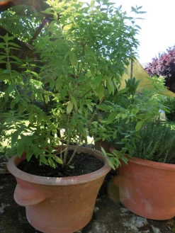 Tulpentopf Terrakotta