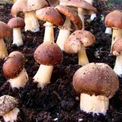 Waldpilzbrut 'Braunkappe'