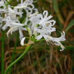 Weißblühende Zwiebelblumen