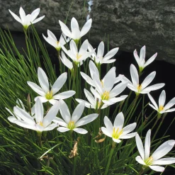 Weißblühende Zwiebelblumen