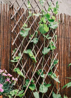 Weidenspalier flexibel