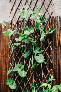 Weidenspalier flexibel