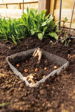 Wühlmauskorb für Blumenzwiebeln