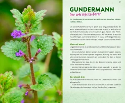 Wild und wunderbar: die 13 besten Wildkräuter