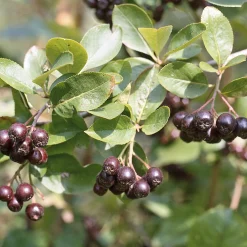 Wildobstgehölz Apfelbeere 'Hugin'