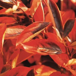 Wildobstgehölz Apfelbeere 'Hugin'