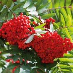 Wildobstgehölz Edel-Eberesche 'Klosterneuburg'