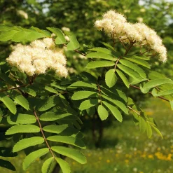 Wildobstgehölz Edel-Eberesche 'Klosterneuburg'