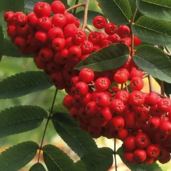 Wildobstgehölz Edel-Eberesche 'Klosterneuburg'