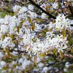 Wildobstgehölz Felsenbirne 'Prince William'