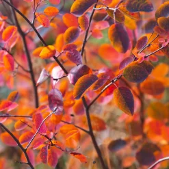 Wildobstgehölz Felsenbirne 'Prince William'