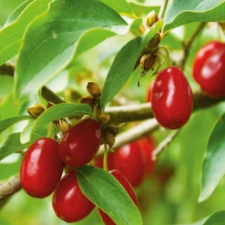 Wildobstgehölz Kornelkirsche