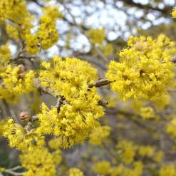 Wildobstgehölz Kornelkirsche
