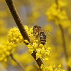 Wildobstgehölz Kornelkirsche