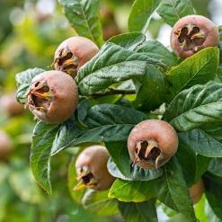 Wildobstgehölz Mispel