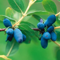 Wildobstgehölz Sibirische Blaubeere