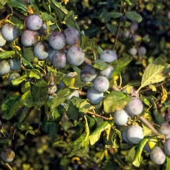 Wildobstgehölz Zibarte