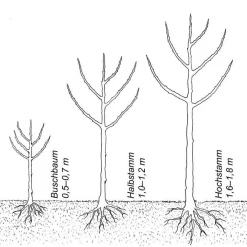 Winterapfel 'Rote Sternrenette'