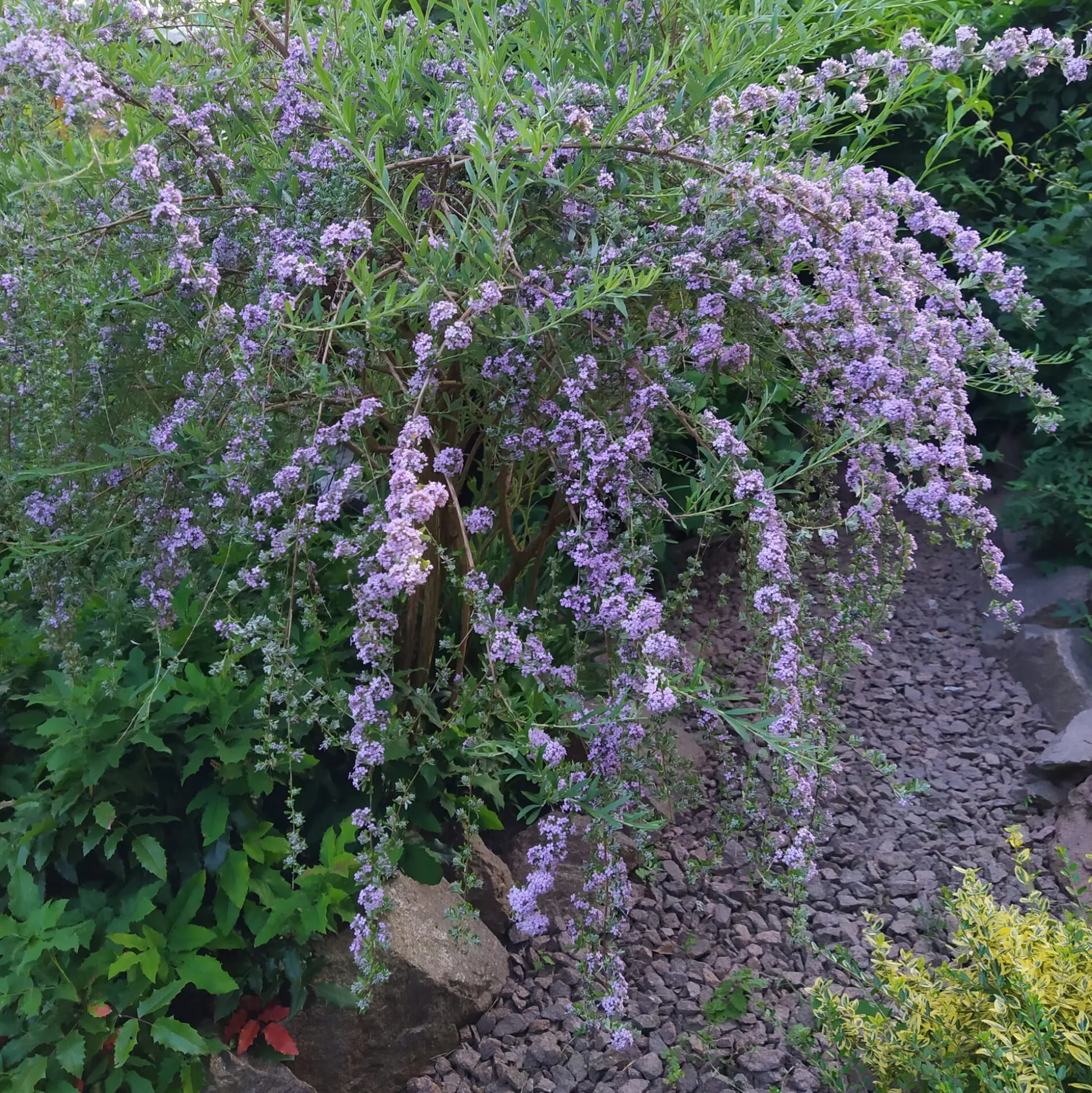 Ziergehölz Hänge-Buddleie