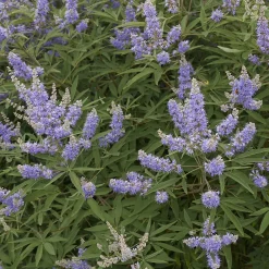 Ziergehölz Mönchspfeffer