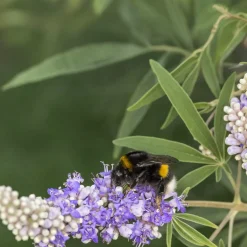 Ziergehölz Mönchspfeffer
