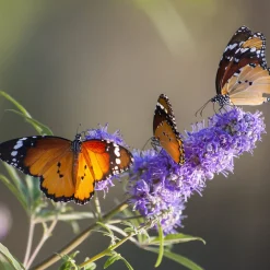 Ziergehölz Mönchspfeffer