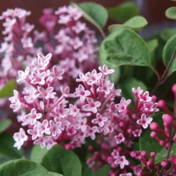 Zwerg-Duftflieder 'Tinkerbelle'